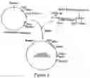 Fig. 06 - Method for expression of heterologous proteins in yeast