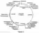 Fig. 07 - Method for expression of heterologous proteins in yeast