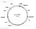 Fig. 03 - Method for producing L-cysteine using bacteria belonging to the genus Escherichia