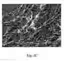 Fig. 04 - Culture system and method for maintenance and proliferation of undifferentiated human embryonic stem cells