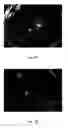 Fig. 07 - Culture system and method for maintenance and proliferation of undifferentiated human embryonic stem cells