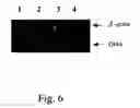Fig. 08 - Culture system and method for maintenance and proliferation of undifferentiated human embryonic stem cells