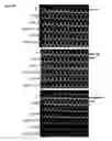 Fig. 22 - Attached cell lines