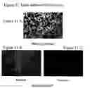 Fig. 35 - Attached cell lines