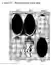 Fig. 41 - Attached cell lines
