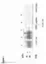 Fig. 02 - Soluble toll-like receptor
