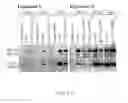 Fig. 05 - Methods and compositions for increasing CD4lymphocyte immune responsiveness