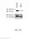 Fig. 15 - Methods and compositions for increasing CD4lymphocyte immune responsiveness