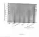 Fig. 17 - Methods and compositions for increasing CD4lymphocyte immune responsiveness