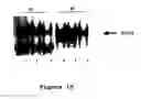 Fig. 22 - Methods and compositions for increasing CD4lymphocyte immune responsiveness