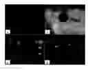 Fig. 04 - Expression of polypeptides in rod outer segment membranes