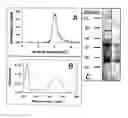 Fig. 05 - Expression of polypeptides in rod outer segment membranes