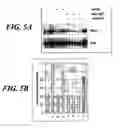 Fig. 09 - Mammalian migration inducting gene and methods for detection and inhibition of migrating tumor cells