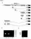 Fig. 02 - Stem cell-specific promoters and their use