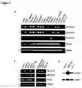 Fig. 03 - Stem cell-specific promoters and their use
