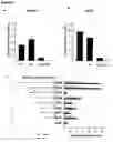Fig. 07 - Stem cell-specific promoters and their use
