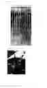 Fig. 04 - Non-autonomous transposon gene of rice, transformed plant and method of use