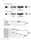 Fig. 07 - Non-autonomous transposon gene of rice, transformed plant and method of use
