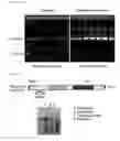 Fig. 09 - Non-autonomous transposon gene of rice, transformed plant and method of use
