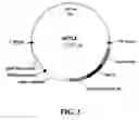 Fig. 03 - Materials and methods for producing tomato yellow leaf curl virus resistance in plants