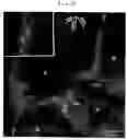 Fig. 07 - Alloy-based nano-crystal texture and method of preparing same