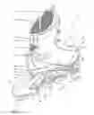 Fig. 02 - In-line roller skate with vibration absorption system