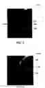 Fig. 06 - Apparatus and methods for wrapping texture onto the surface of a virtual object