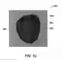 Fig. 09 - Apparatus and methods for wrapping texture onto the surface of a virtual object