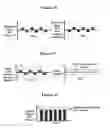 Fig. 08 - Differential optical technique for chiral analysis
