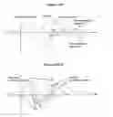 Fig. 14 - Differential optical technique for chiral analysis