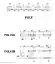Fig. 09 - Optical disc, optical disc recording apparatus and method, optical disc reproducing method