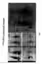 Fig. 07 - NSchelate-targeting ligand conjugates
