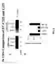 Fig. 09 - NSchelate-targeting ligand conjugates