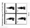 Fig. 37 - NSchelate-targeting ligand conjugates