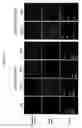 Fig. 19 - Isolated lineage negative hematopoietic stem cells and methods of treatment therewith
