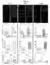 Fig. 20 - Isolated lineage negative hematopoietic stem cells and methods of treatment therewith