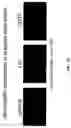 Fig. 23 - Isolated lineage negative hematopoietic stem cells and methods of treatment therewith