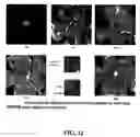 Fig. 27 - Isolated lineage negative hematopoietic stem cells and methods of treatment therewith