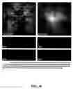 Fig. 29 - Isolated lineage negative hematopoietic stem cells and methods of treatment therewith