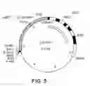 Fig. 04 - DNA construct for effecting homologous recombination and uses thereof