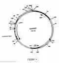 Fig. 05 - DNA construct for effecting homologous recombination and uses thereof