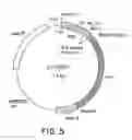 Fig. 06 - DNA construct for effecting homologous recombination and uses thereof