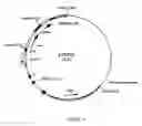 Fig. 07 - DNA construct for effecting homologous recombination and uses thereof