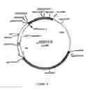 Fig. 09 - DNA construct for effecting homologous recombination and uses thereof