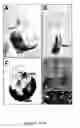 Fig. 03 - Regulatory sequences that direct gene expression to spinal motor neurons and uses thereof