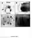 Fig. 04 - Regulatory sequences that direct gene expression to spinal motor neurons and uses thereof
