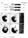 Fig. 07 - Regulatory sequences that direct gene expression to spinal motor neurons and uses thereof