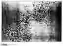 Fig. 06 - Chondrocyte cell-lines