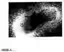 Fig. 07 - Chondrocyte cell-lines