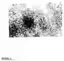 Fig. 09 - Chondrocyte cell-lines